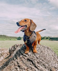 sausage dog